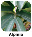 Alpinia